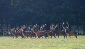 Inspirerende vergaderlocatie bijzonder vergaderen Veluwe