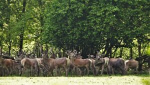 Vakantiehuisje veluwe Bijzonder vergaderlocatie