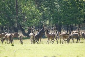 Edelherten op Staverden