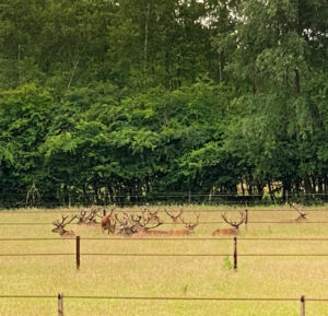 Edelherten uitzicht vergaderlocatie buitengebied huiselijk