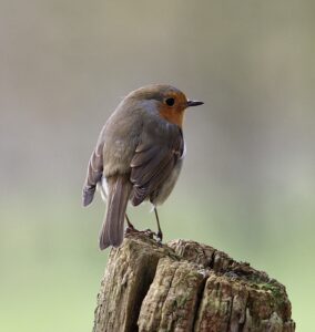 Vogels Vakantiehuisje veluwe ermelo