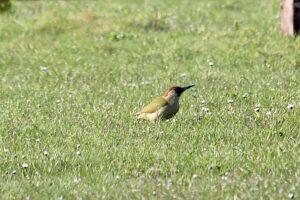Vogel Vakantiehuisje veluwe ermelo