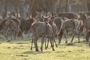 Vakantiehuisje veluwe ermelo edelherten