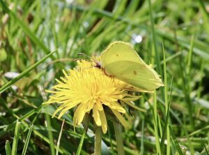 Citroen vlinder Vakantiehuisje veluwe ermelo