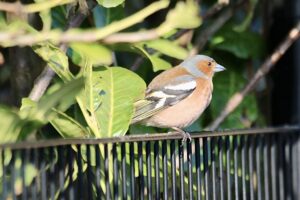 Nog een vogel Vakantiehuisje veluwe ermelo