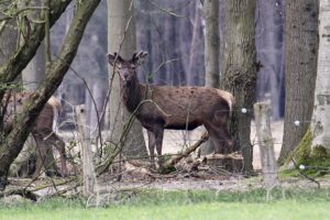 Vakantiehuisje veluwe ermelo edelherten