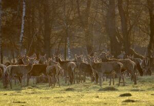 Vakantiehuisje veluwe ermelo edelherten spotten