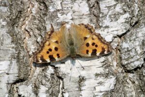 Vlinder Vakantiehuisje veluwe ermelo